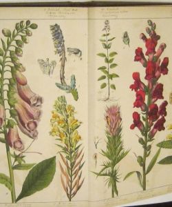 Přírodopisný atlas rostlinstva