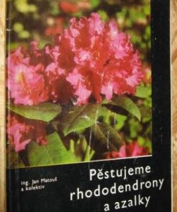 Pastujeme rhododendrony a azalky
